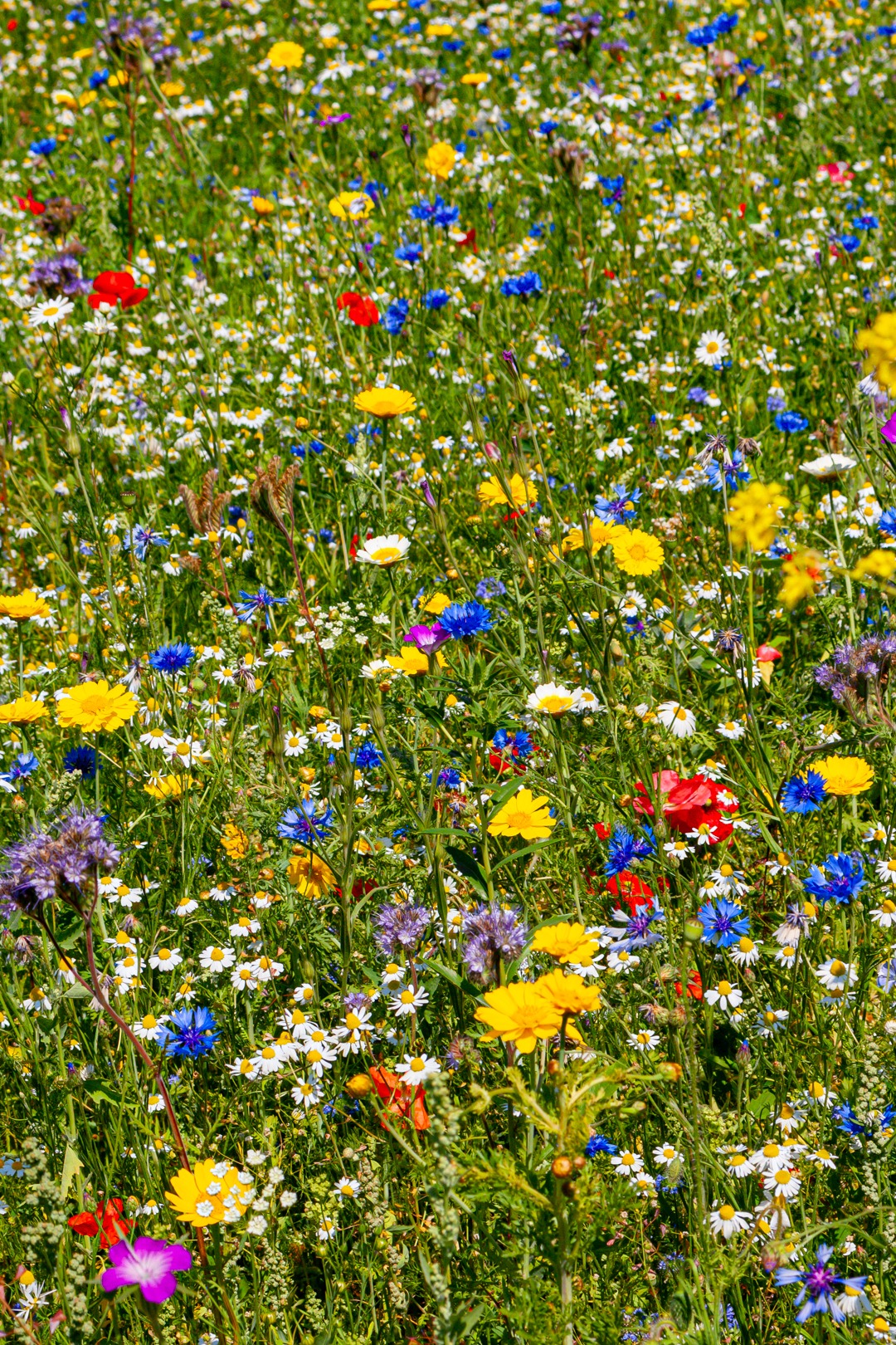 Colorful wild flowers in a meadow of wild flowers