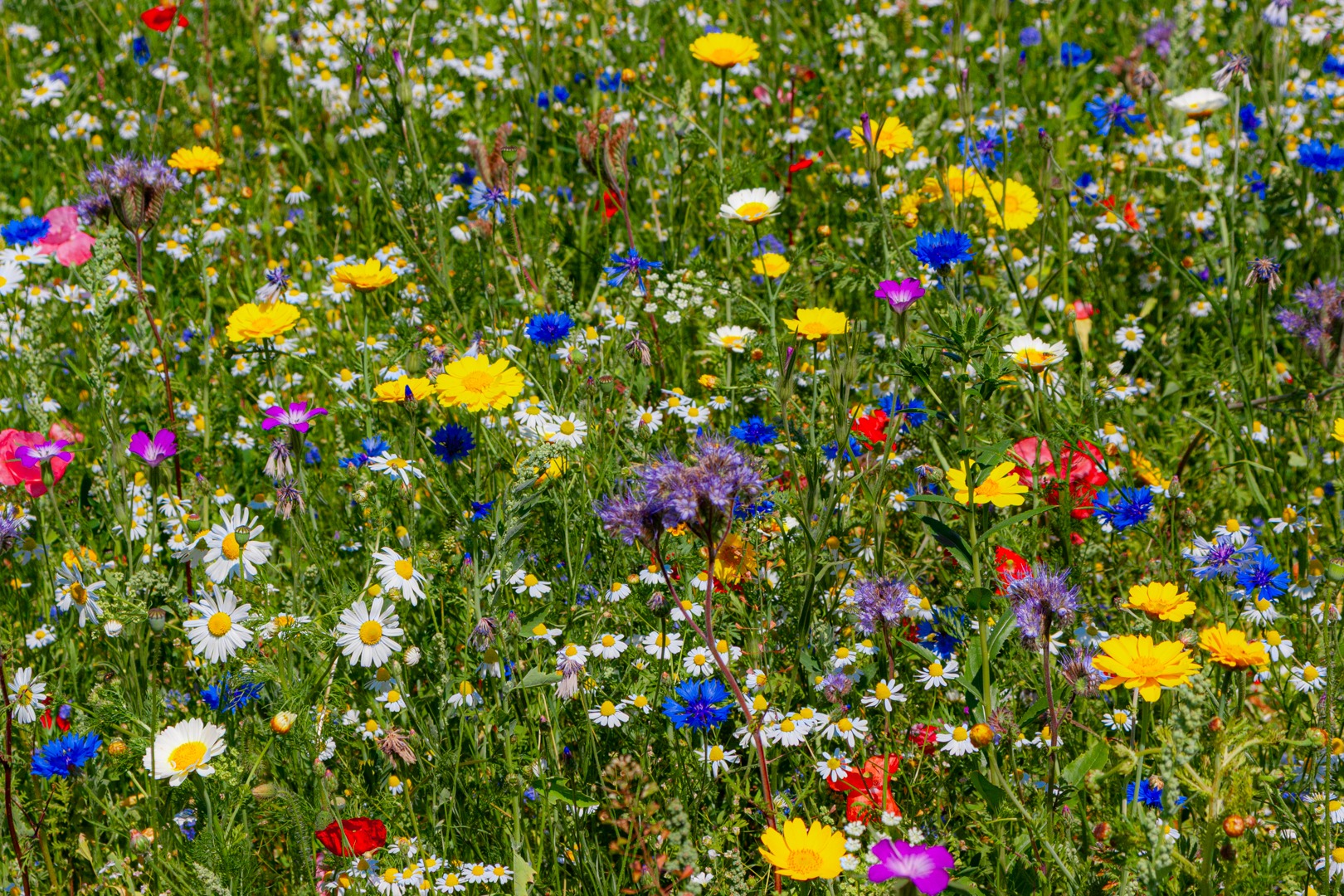Colorful wild flowers in a meadow of wild flowers