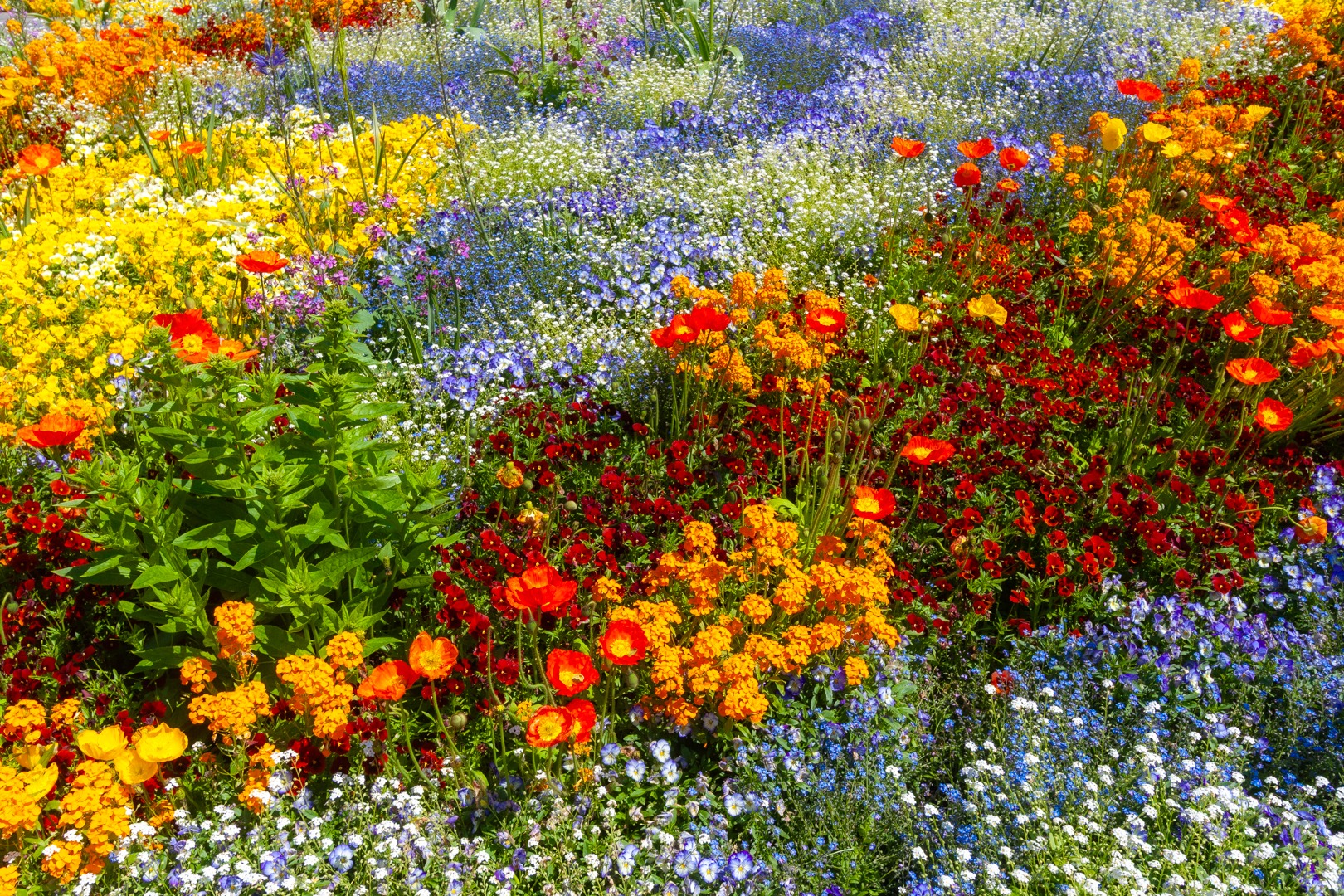 Colorful flowers in a garden on the island Mainau in Lake Constance, Bodensee