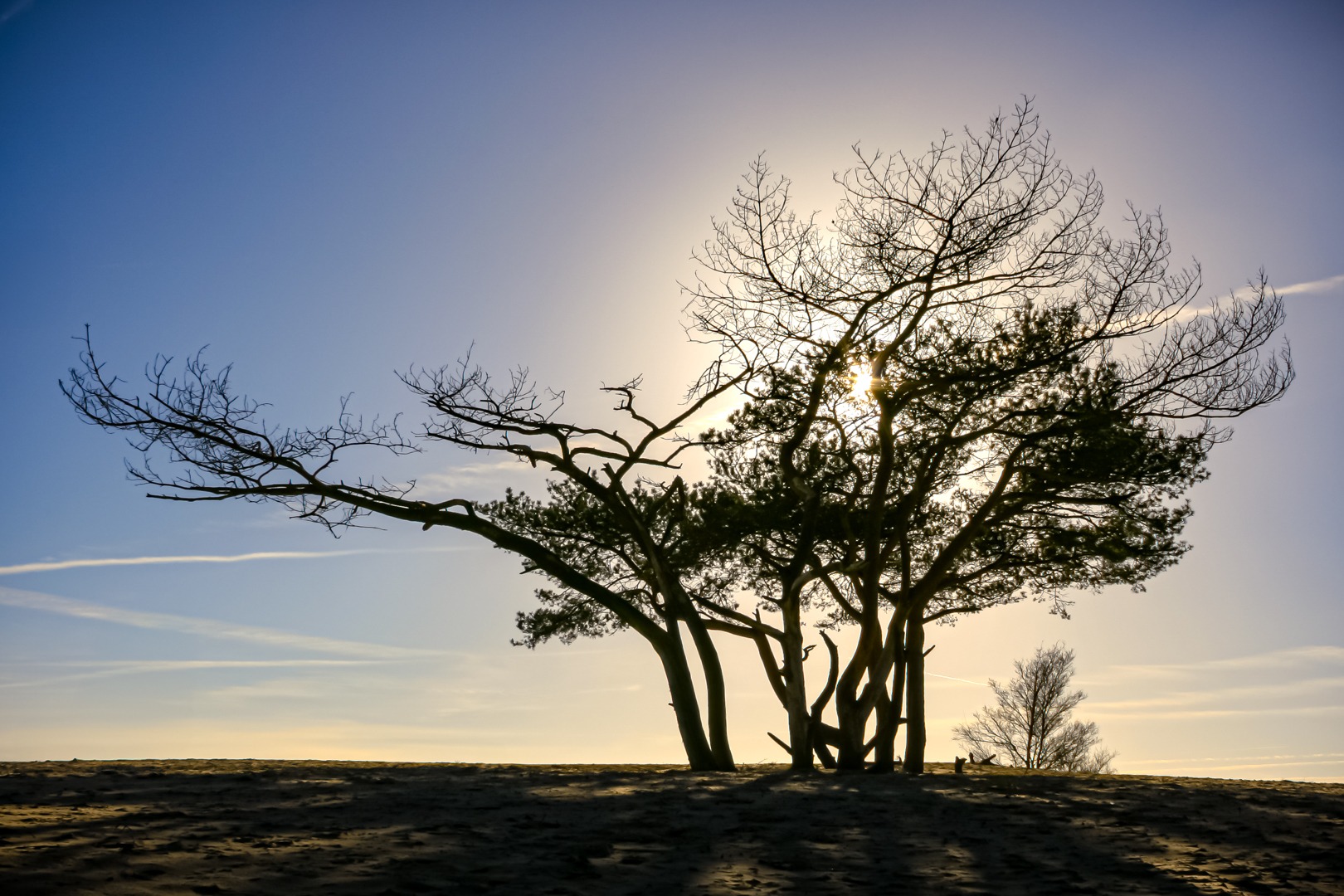 A silhouette of a tree in the Soester Duinen