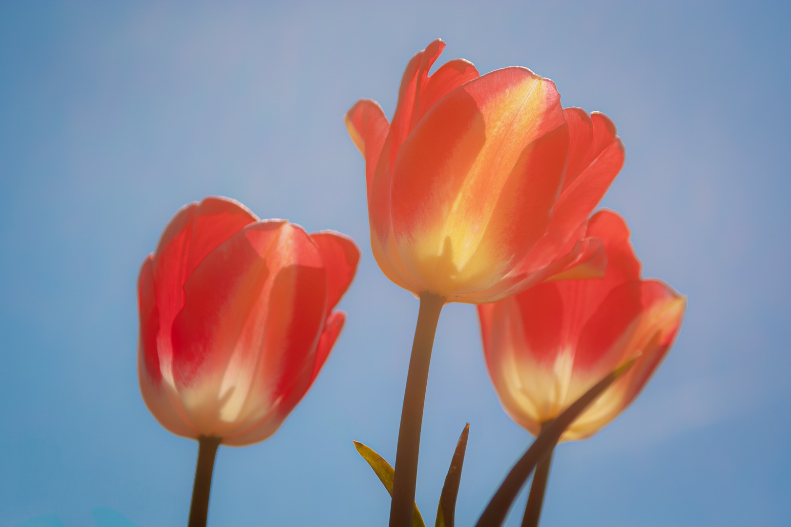 Three red tulips illuminated by the midday sun