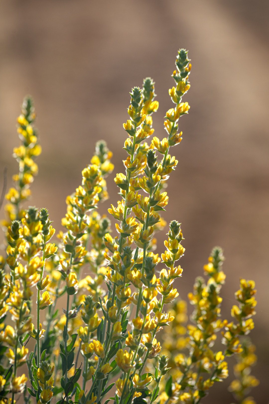 Yellow wild flowers in the morning sun's golden glow