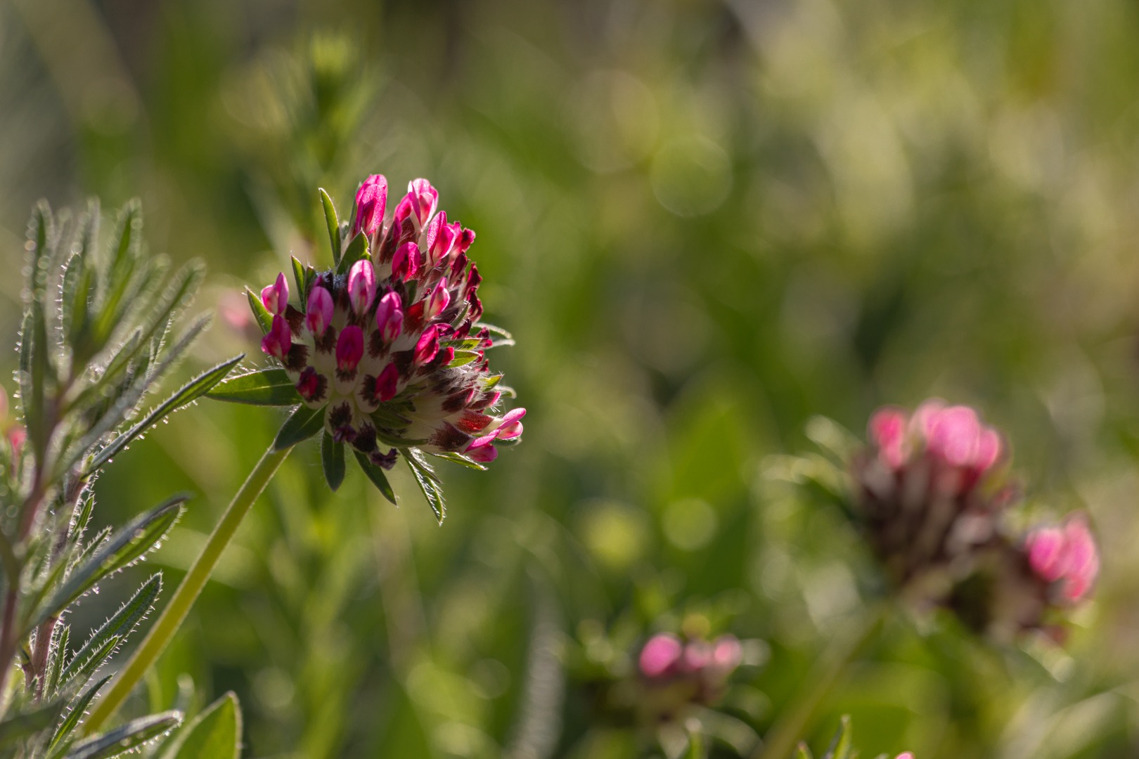 A crimson clover illuminated by the morning sun against a green background