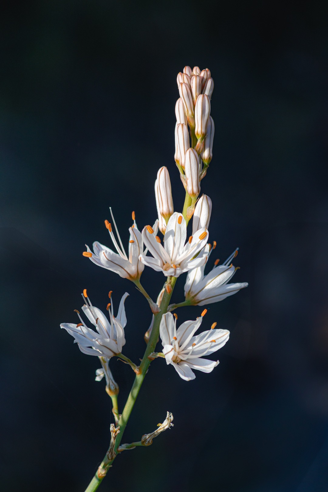 White wild flower against a dark blue gray background