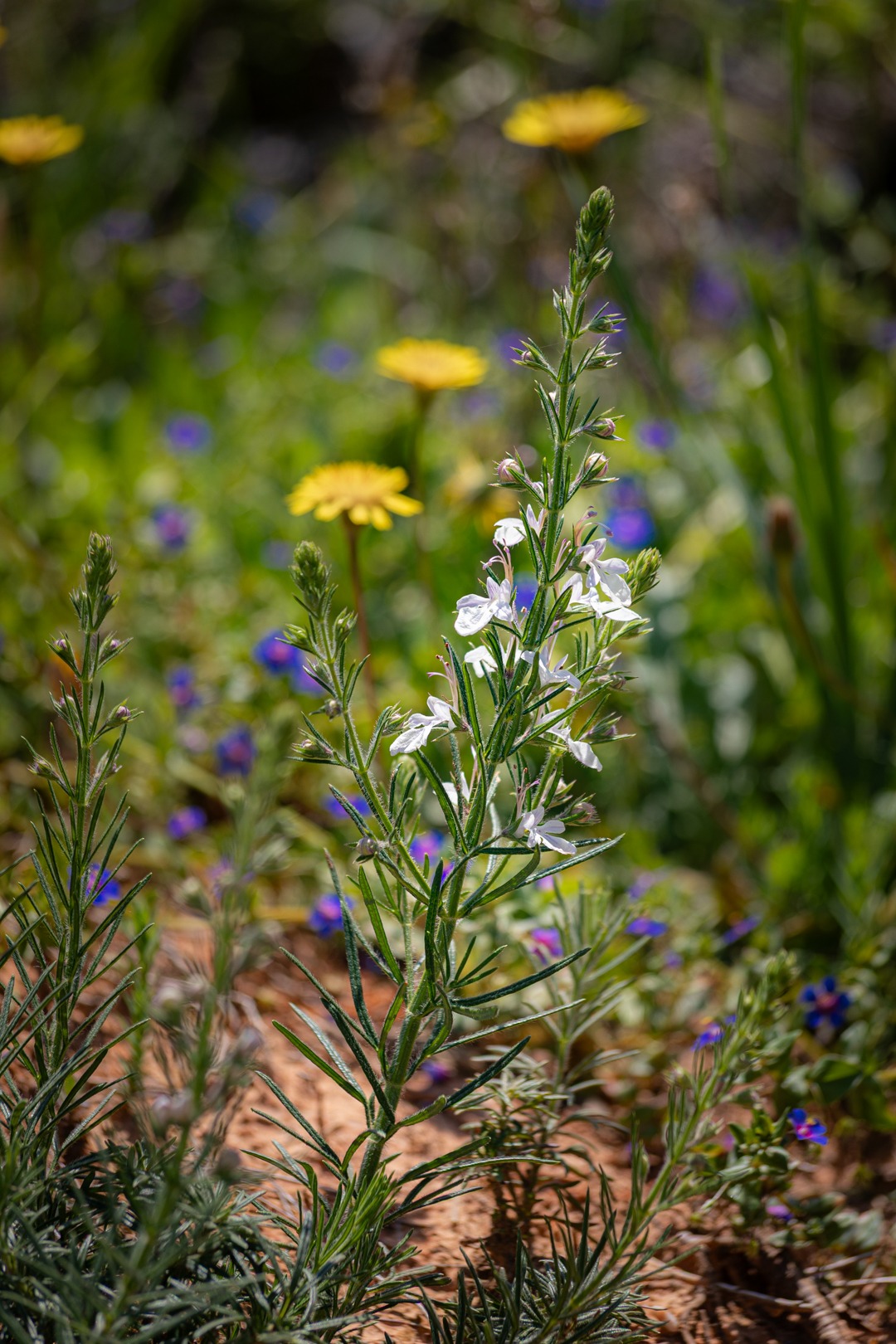 White wild flower in front of a meadow of wild flowers